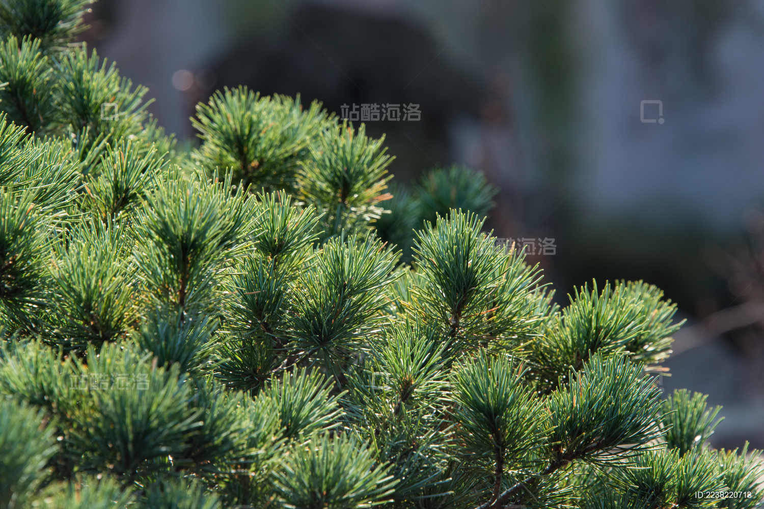 生长着的绿色松树松针特写