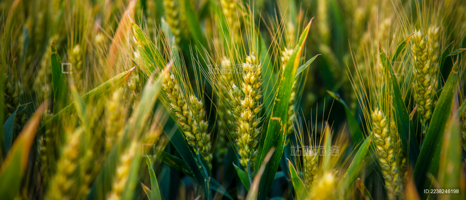 户外夏天傍晚农作物小麦地