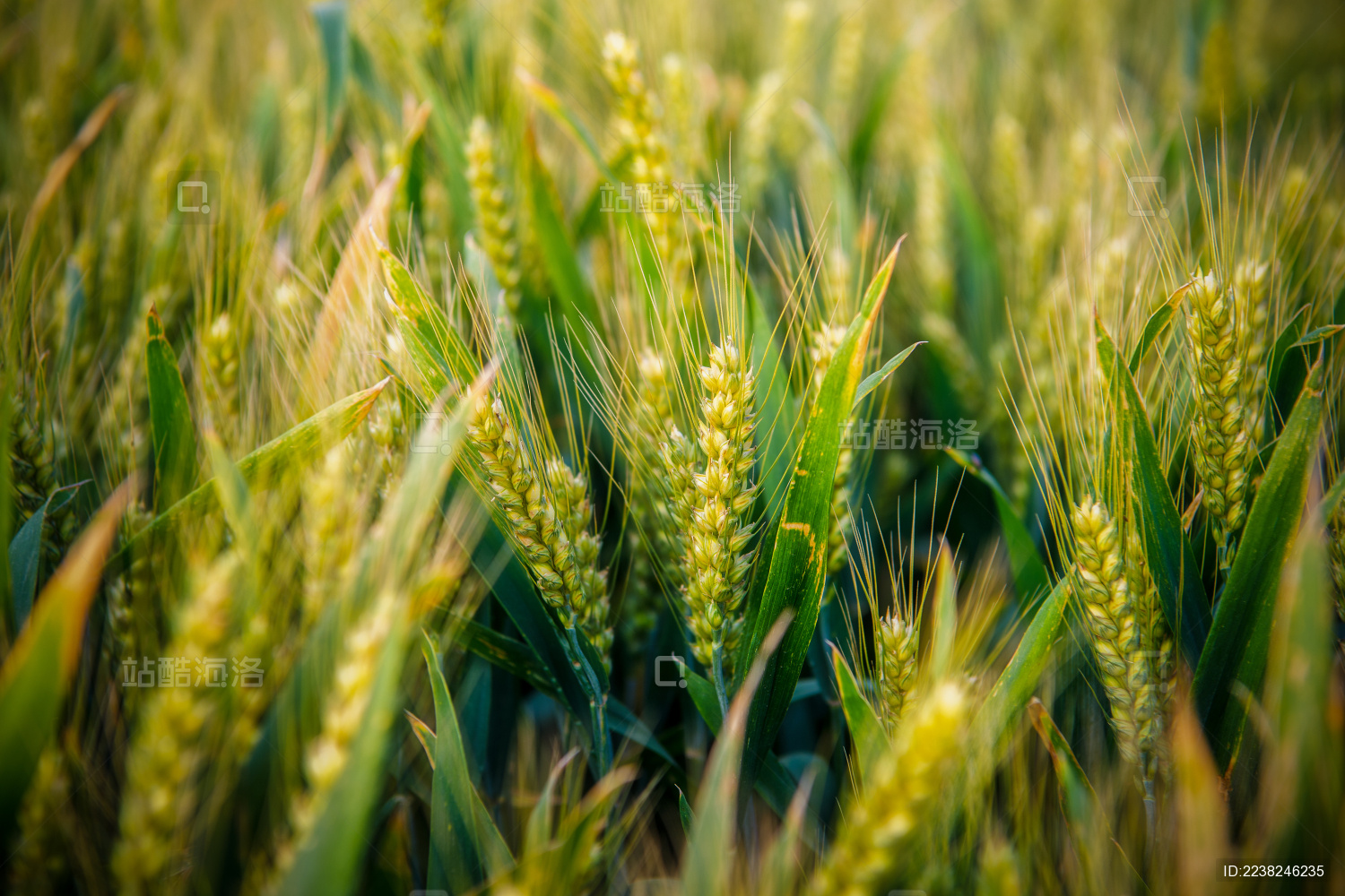 户外夏天傍晚农作物小麦地
