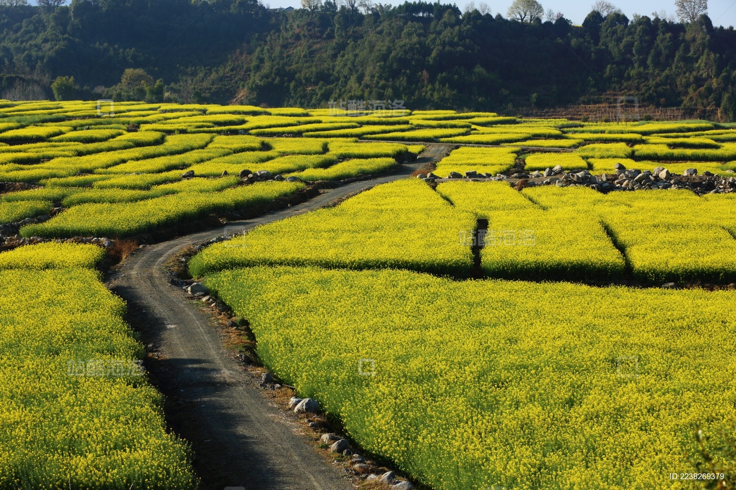 中国云南保山腾冲界头镇松花糕般的油菜花
