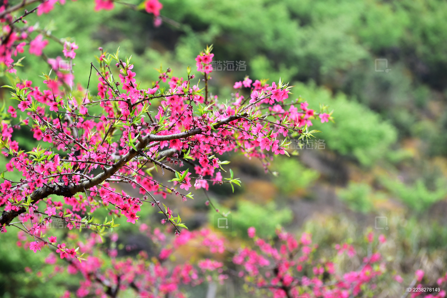 【在那桃花盛开的地方摄影图片】广东连平风光摄影_._太平洋电脑网摄影部落