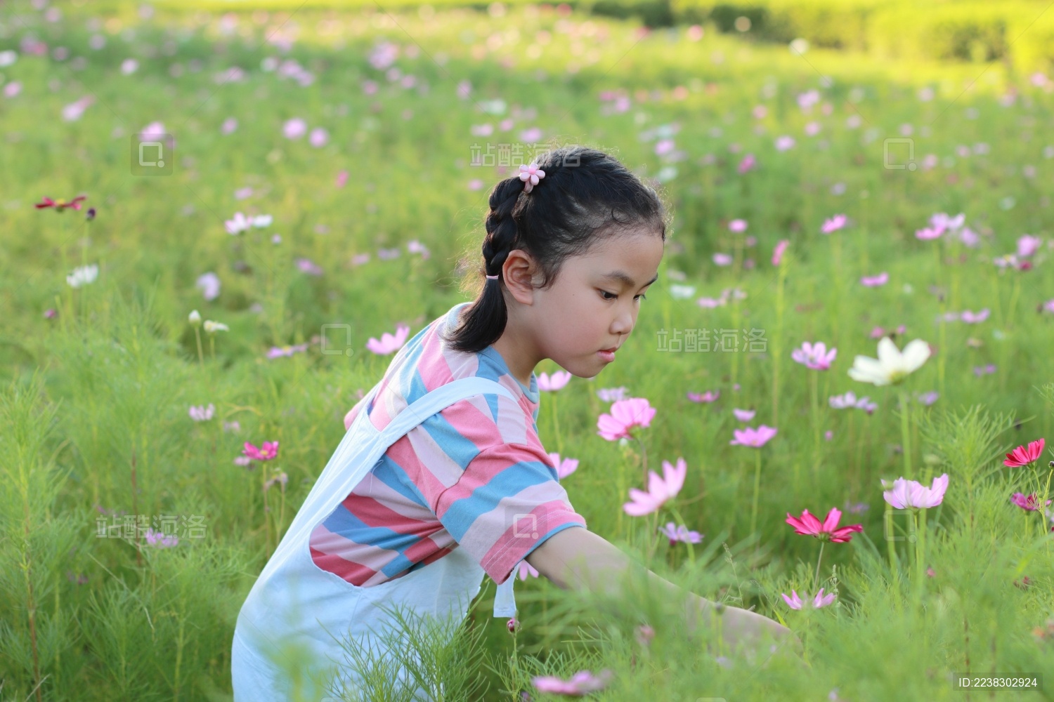 在波斯菊花海中玩耍的小女孩