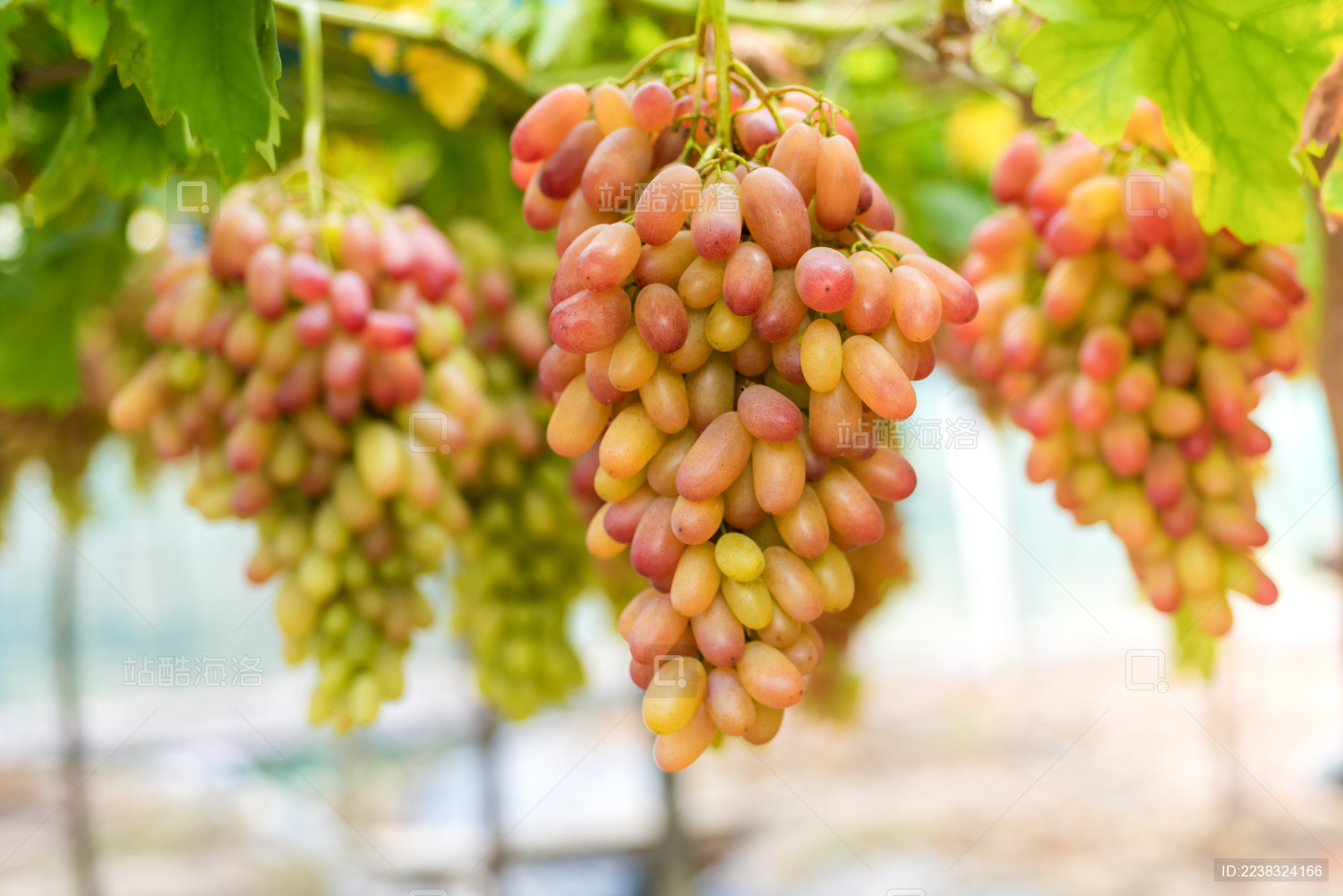 葡萄藤上成熟的葡萄红提子美人指