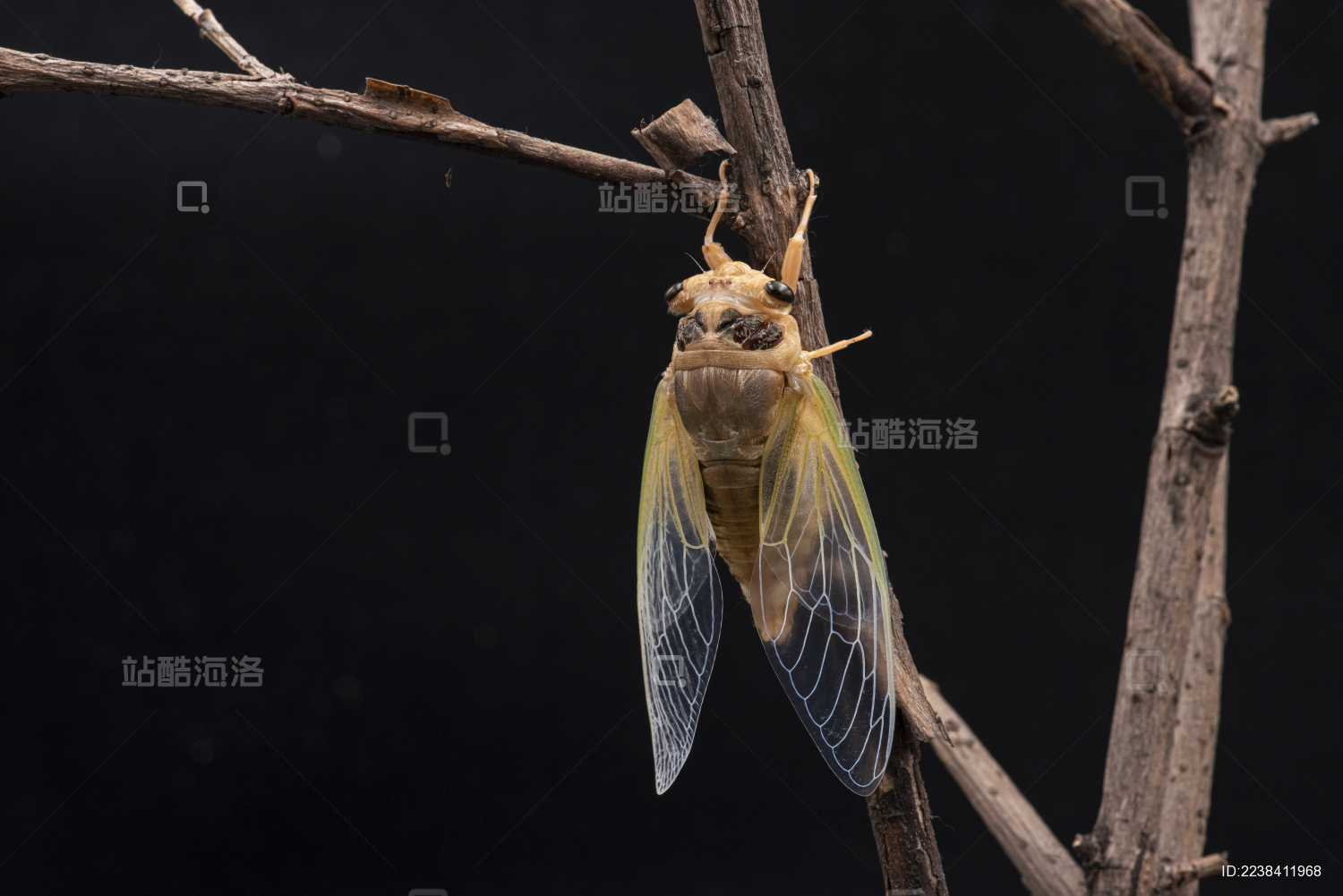 夜晚刚刚完成羽化的知了