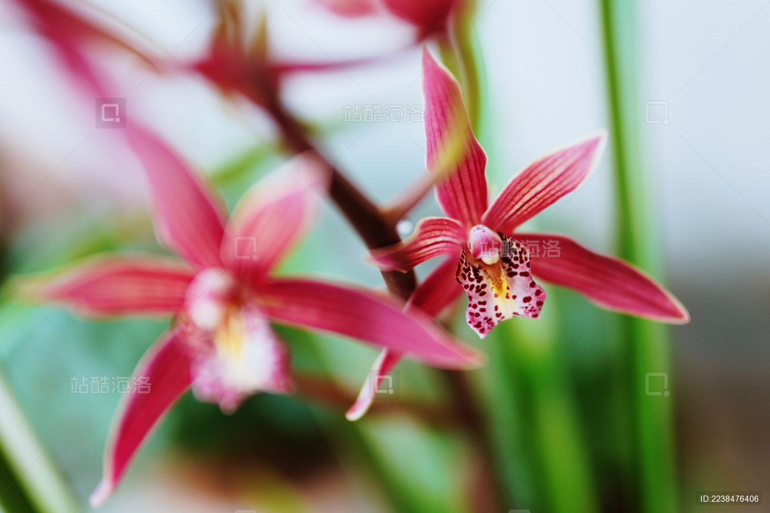 室内的兰花盆栽