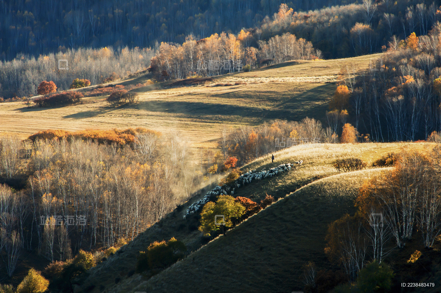 中国河北省塞罕坝坝上秋色