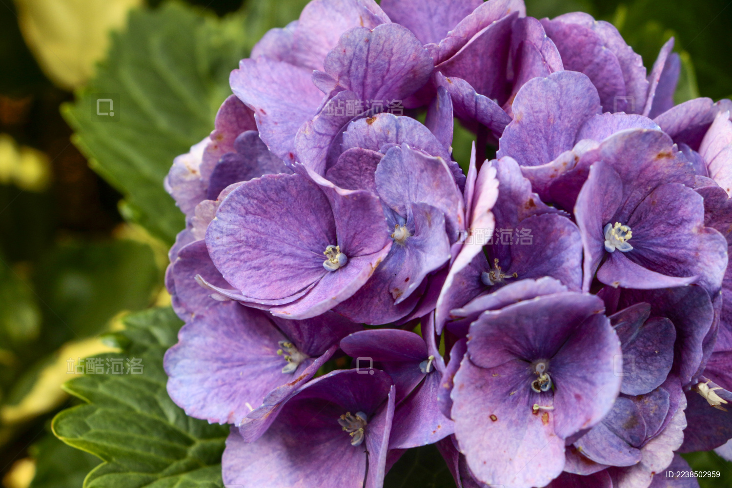 紫色绣球花