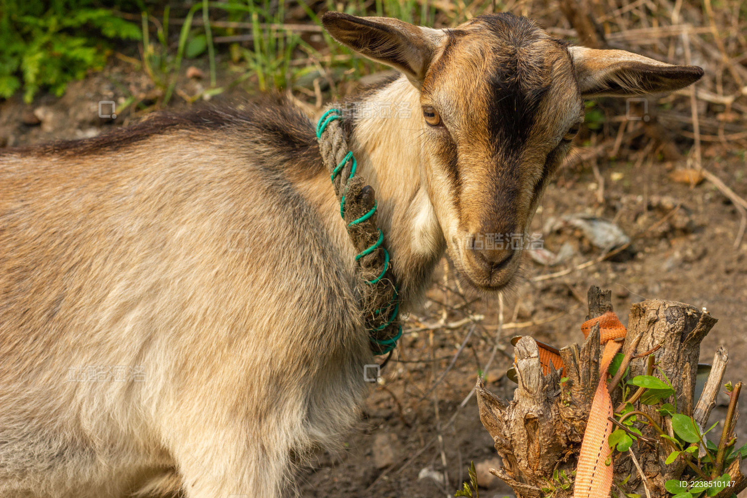 一只在山间觅食的棕色山羊