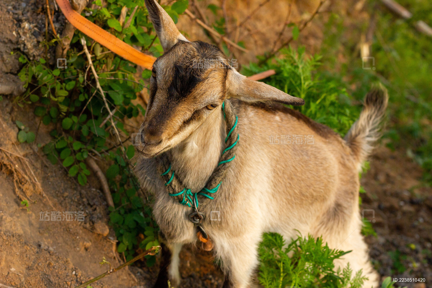 一只在山间觅食的棕色山羊