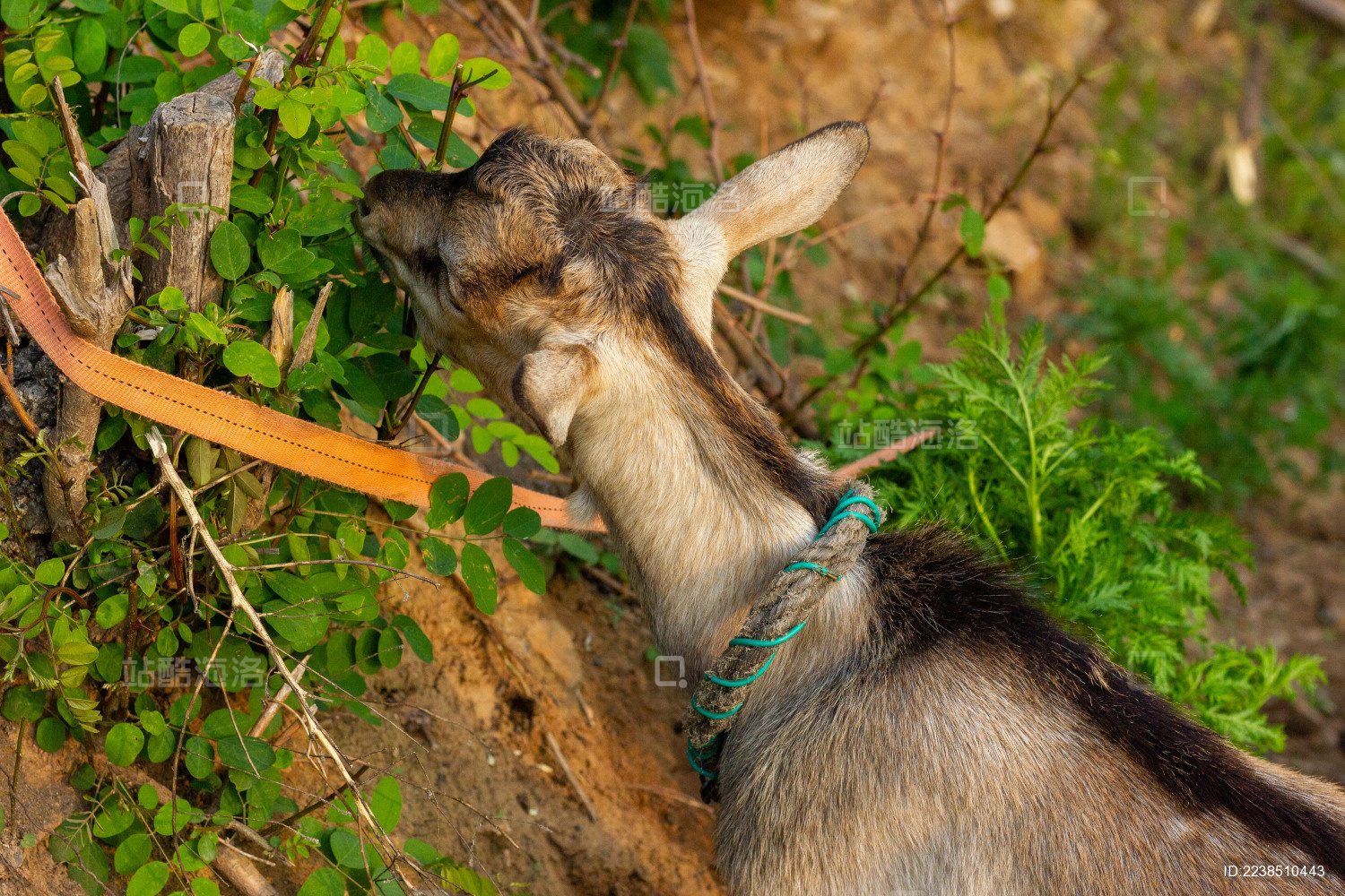 一只在山间觅食的棕色山羊