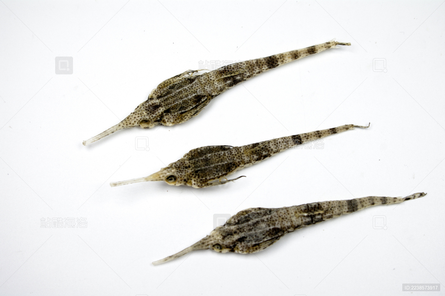 营养丰富的海麻雀