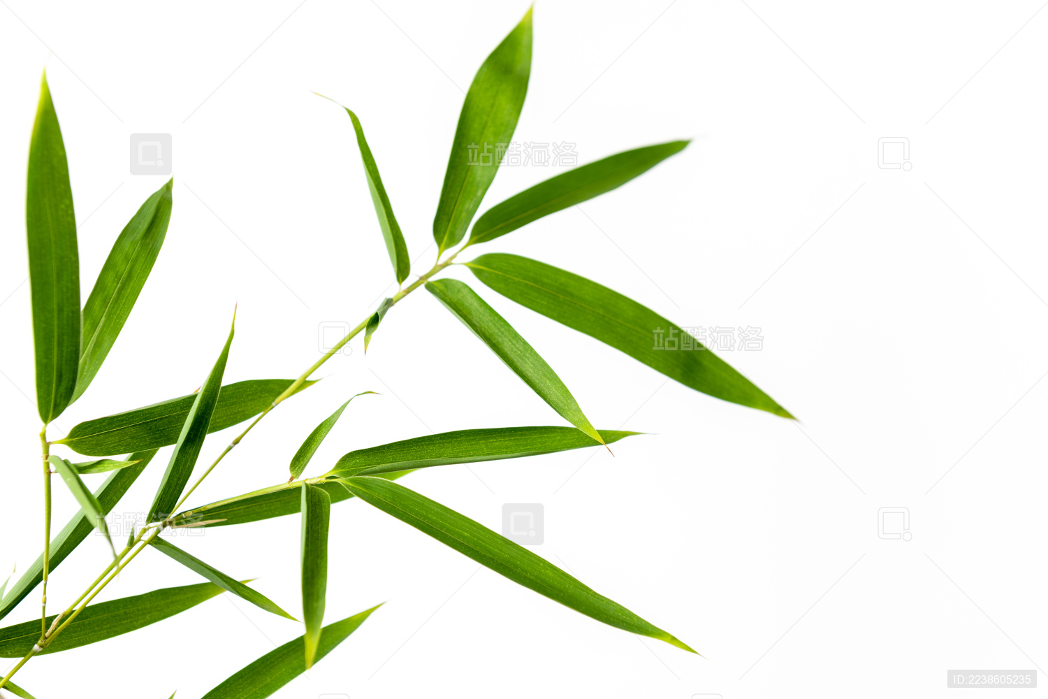 竹子叶白色背景素材