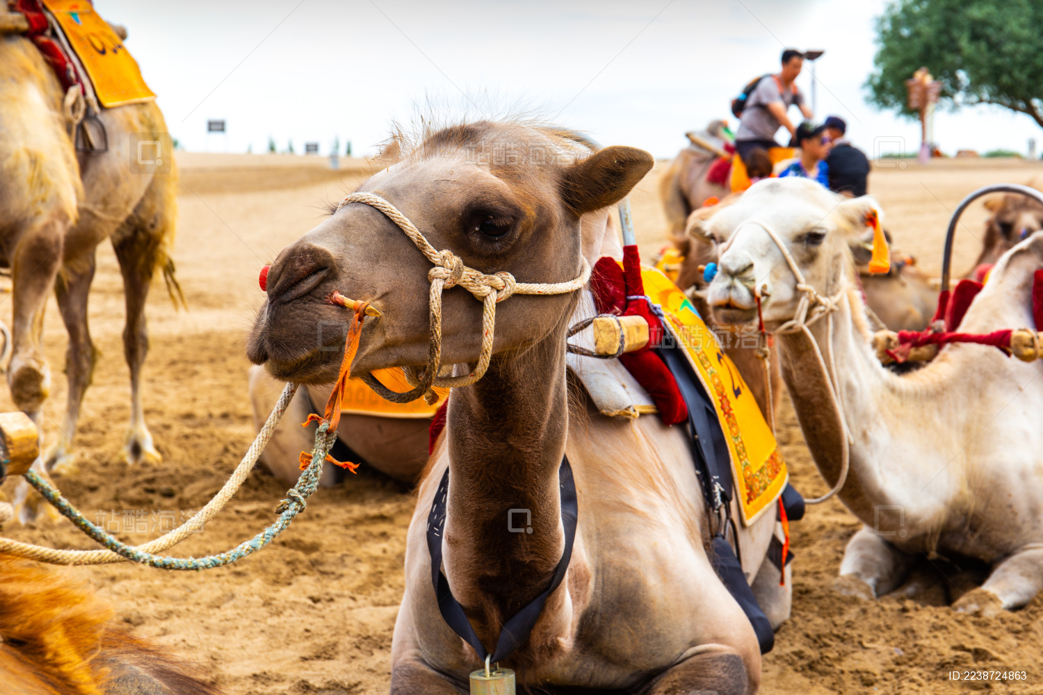 中国鸣沙山月牙泉 游客骑着骆驼观看风景