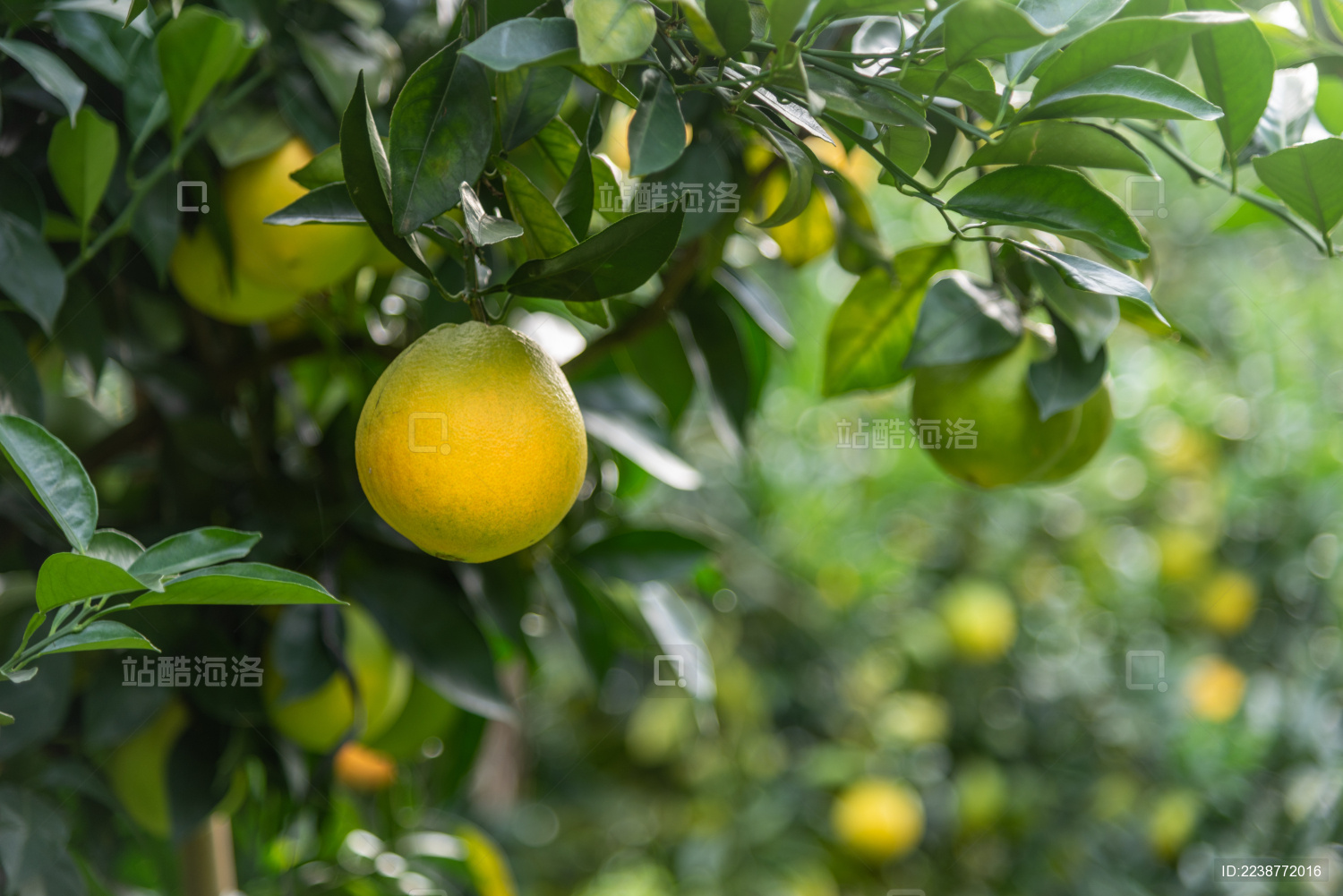 果树上即将成熟的纽荷尔脐橙特写