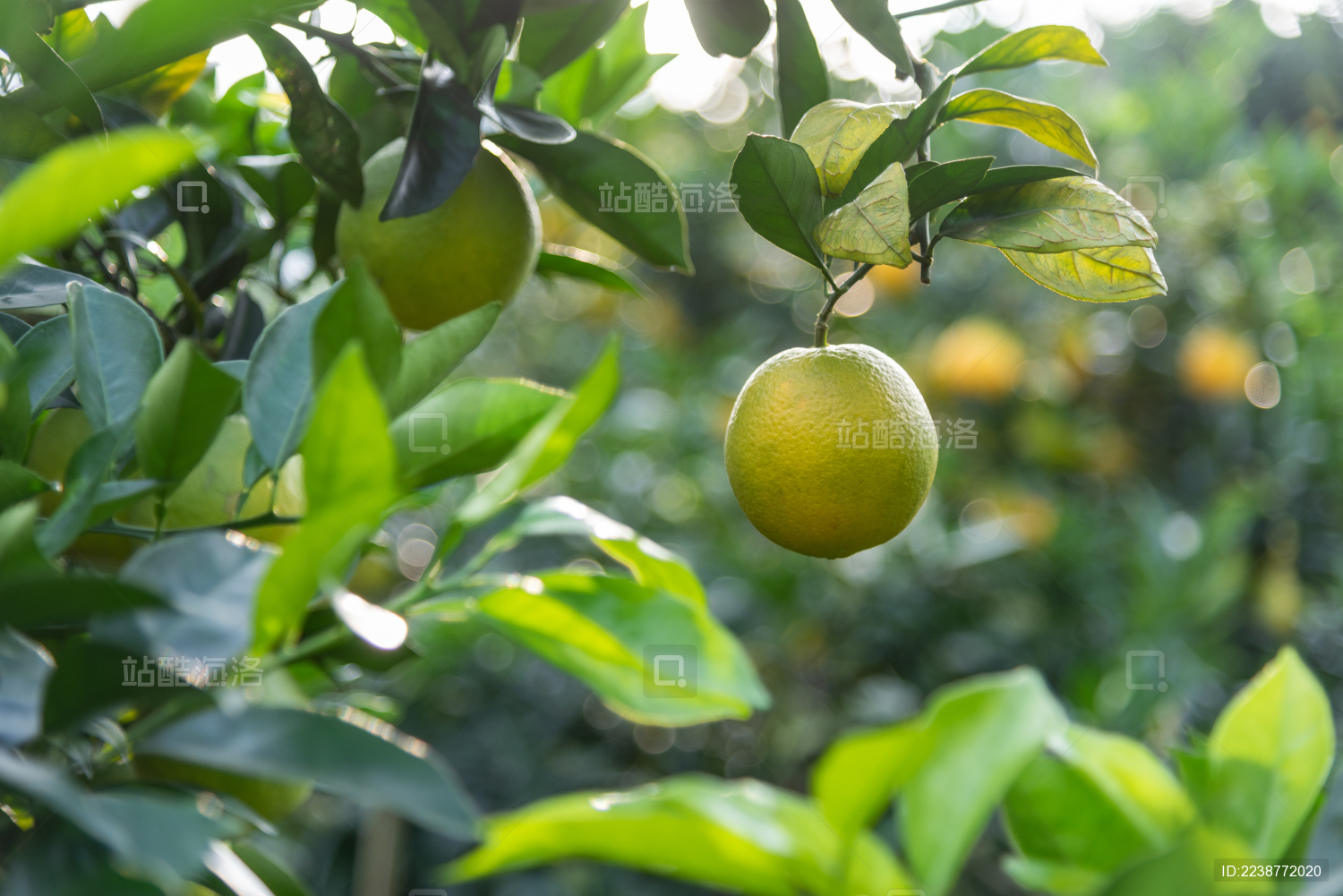 果树上即将成熟的纽荷尔脐橙特写
