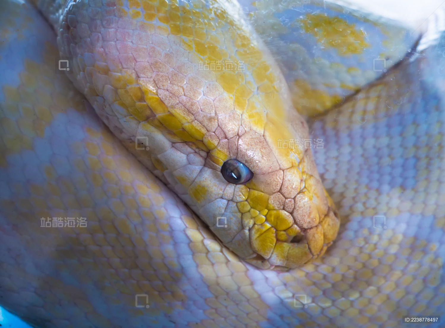 动物园缅甸蟒上午蛇类展览拍摄摄影图配图高清摄影大图-千库网