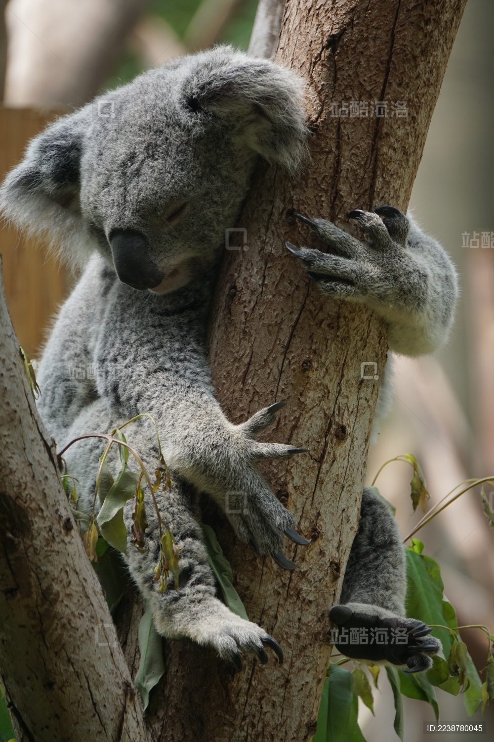 可爱考拉无尾熊可拉熊树懒熊树袋熊