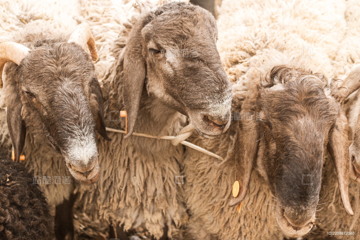 中国新疆喀什牛羊大巴扎里的羊