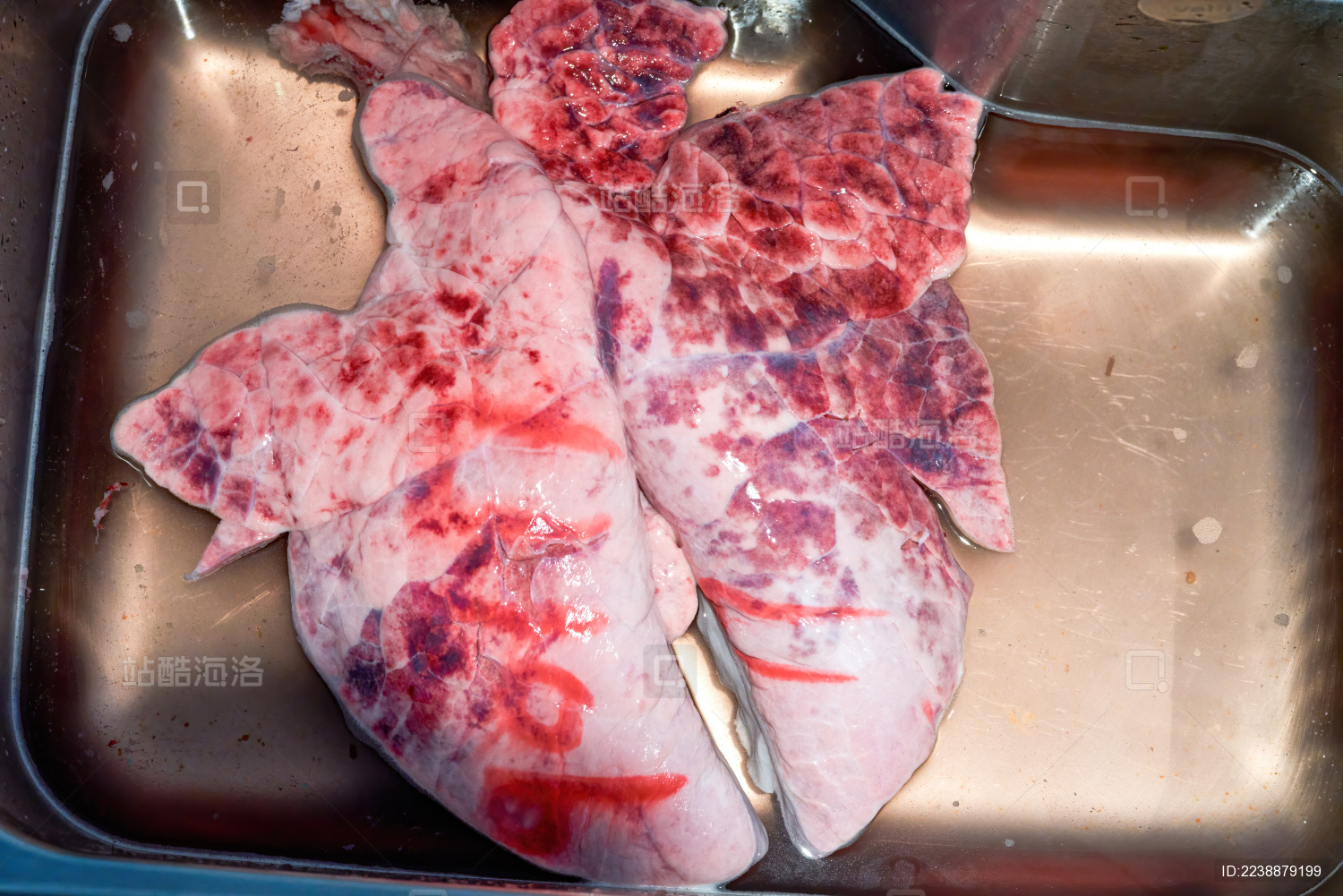 一副新鲜的猪肺特写