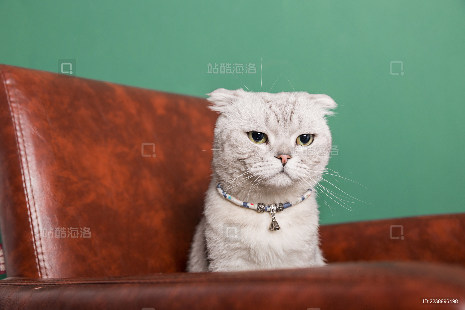 坐在椅子上一动不动呆萌可爱的折耳猫