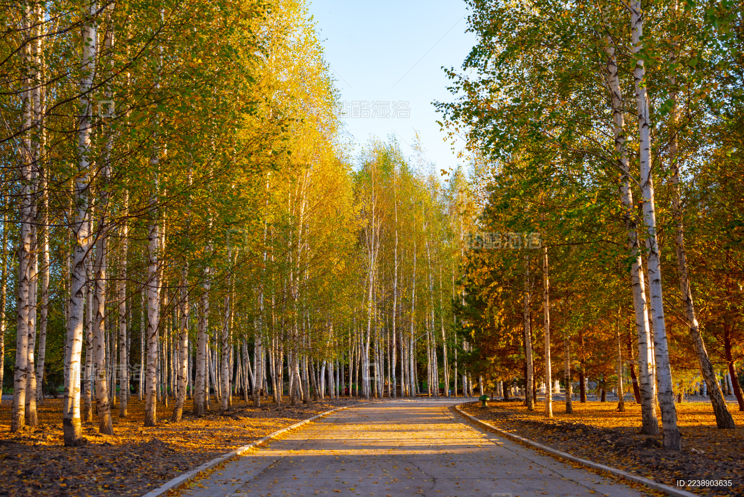 白桦树林里的小路