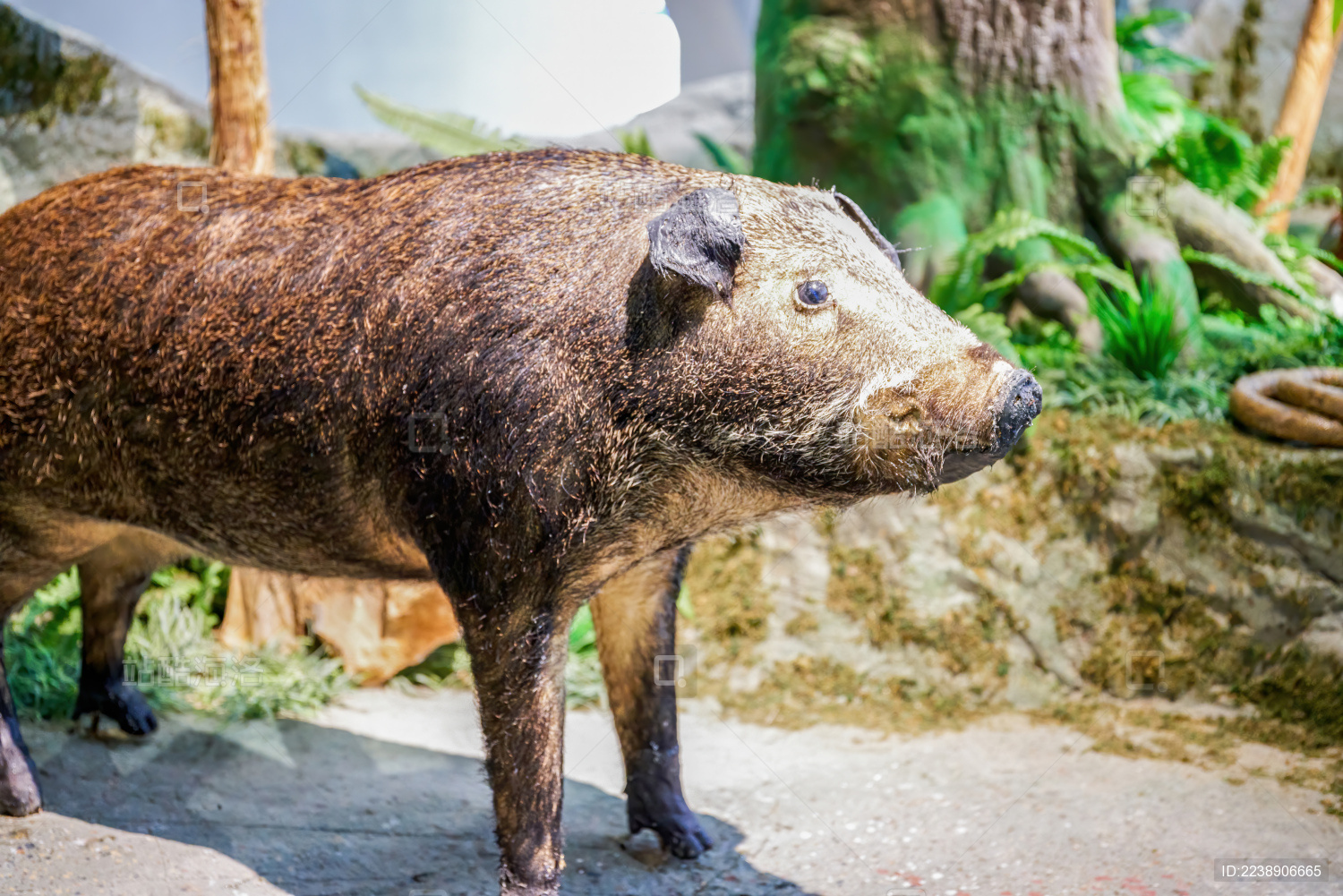 博物馆里的史前野猪标本模型