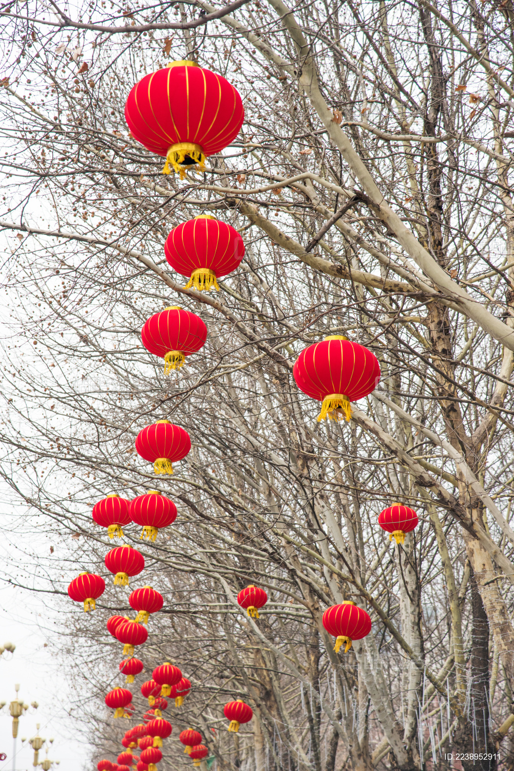 冬季户外行道树上悬挂着红色灯笼
