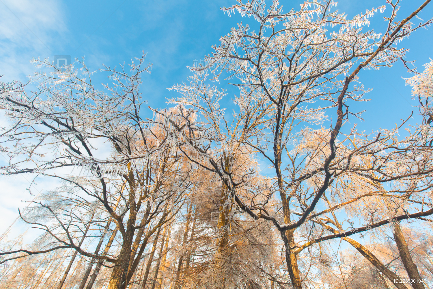 树枝上结冰的水滴高清摄影大图-千库网