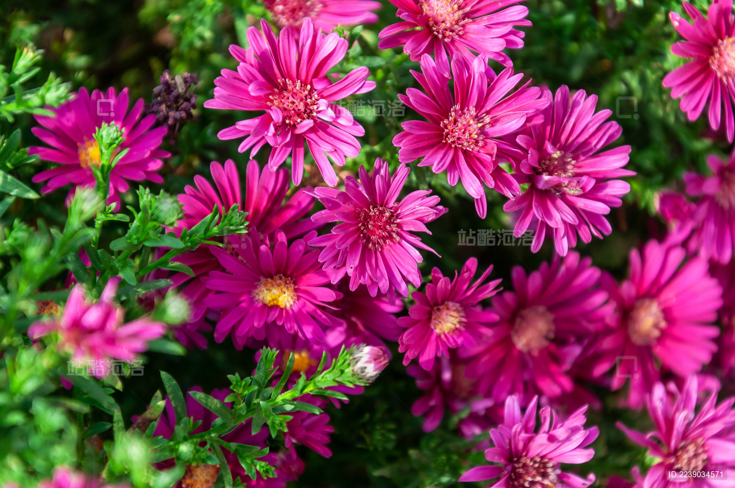 湖南长沙植物园绽放的紫色荷兰菊花