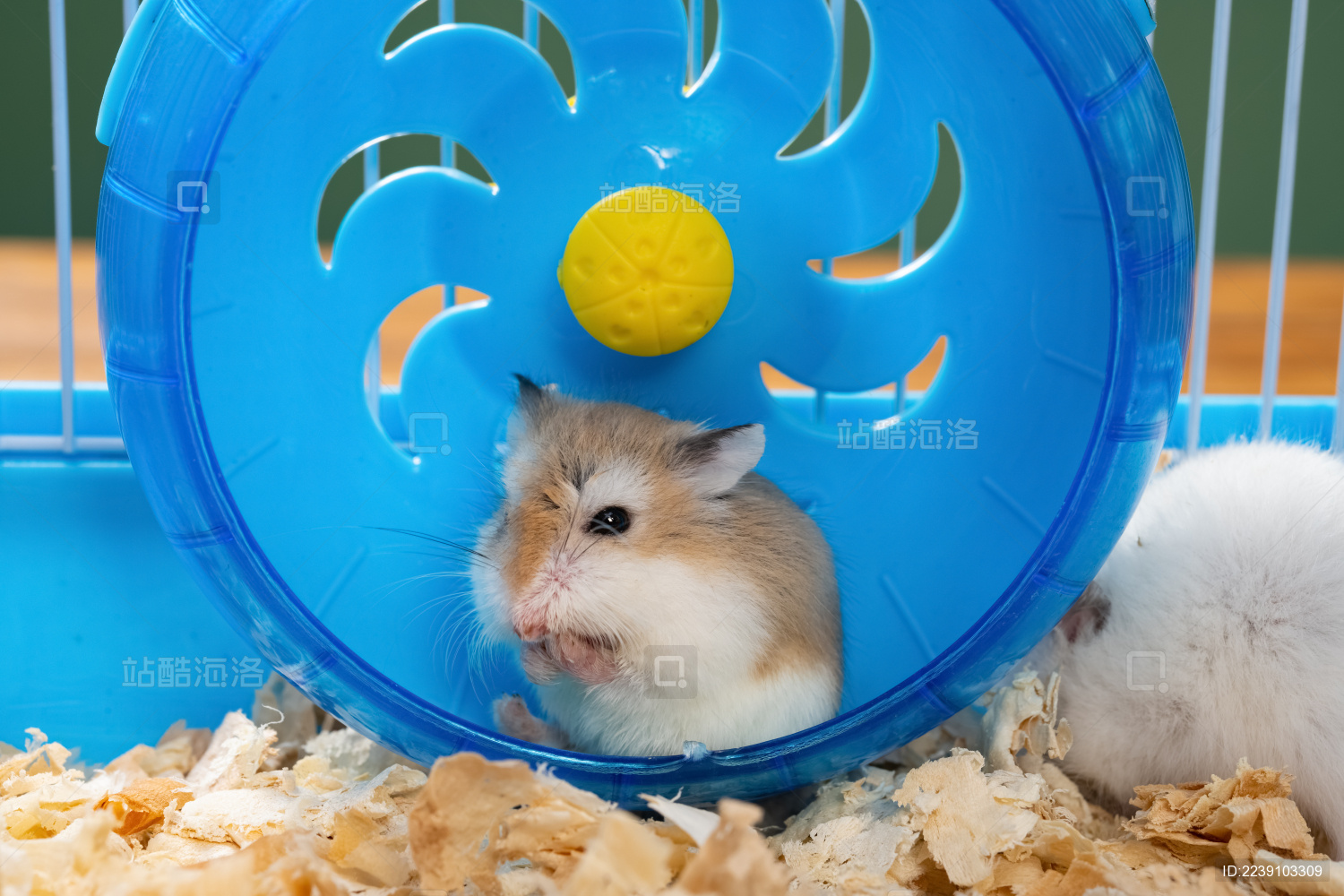 笼子及可爱仓鼠