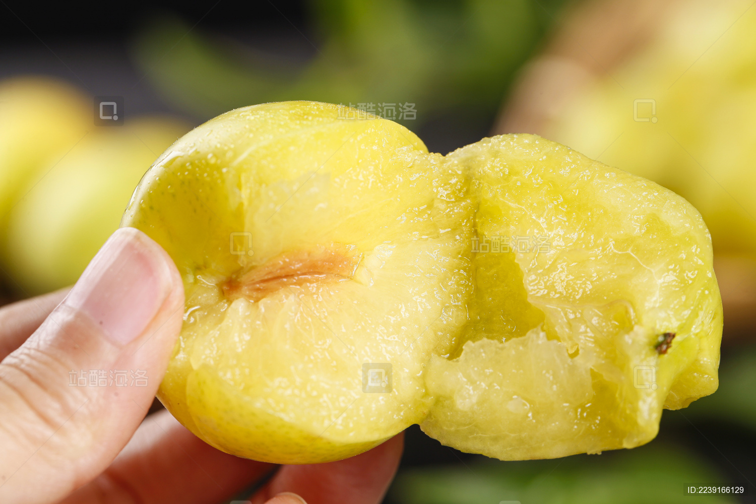 手上拿着一个掰开两半边的黄布林李子