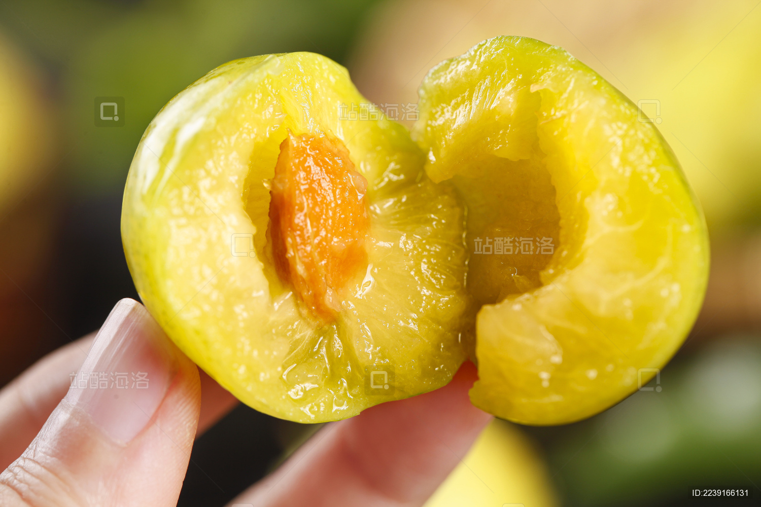 手上拿着一个掰开两半边的黄布林李子