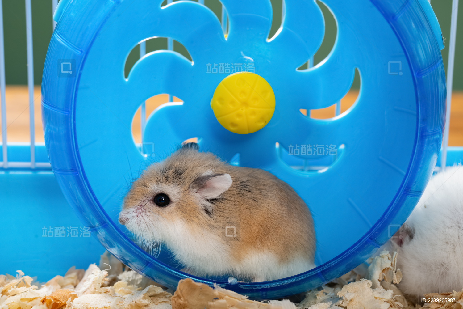笼子及可爱仓鼠