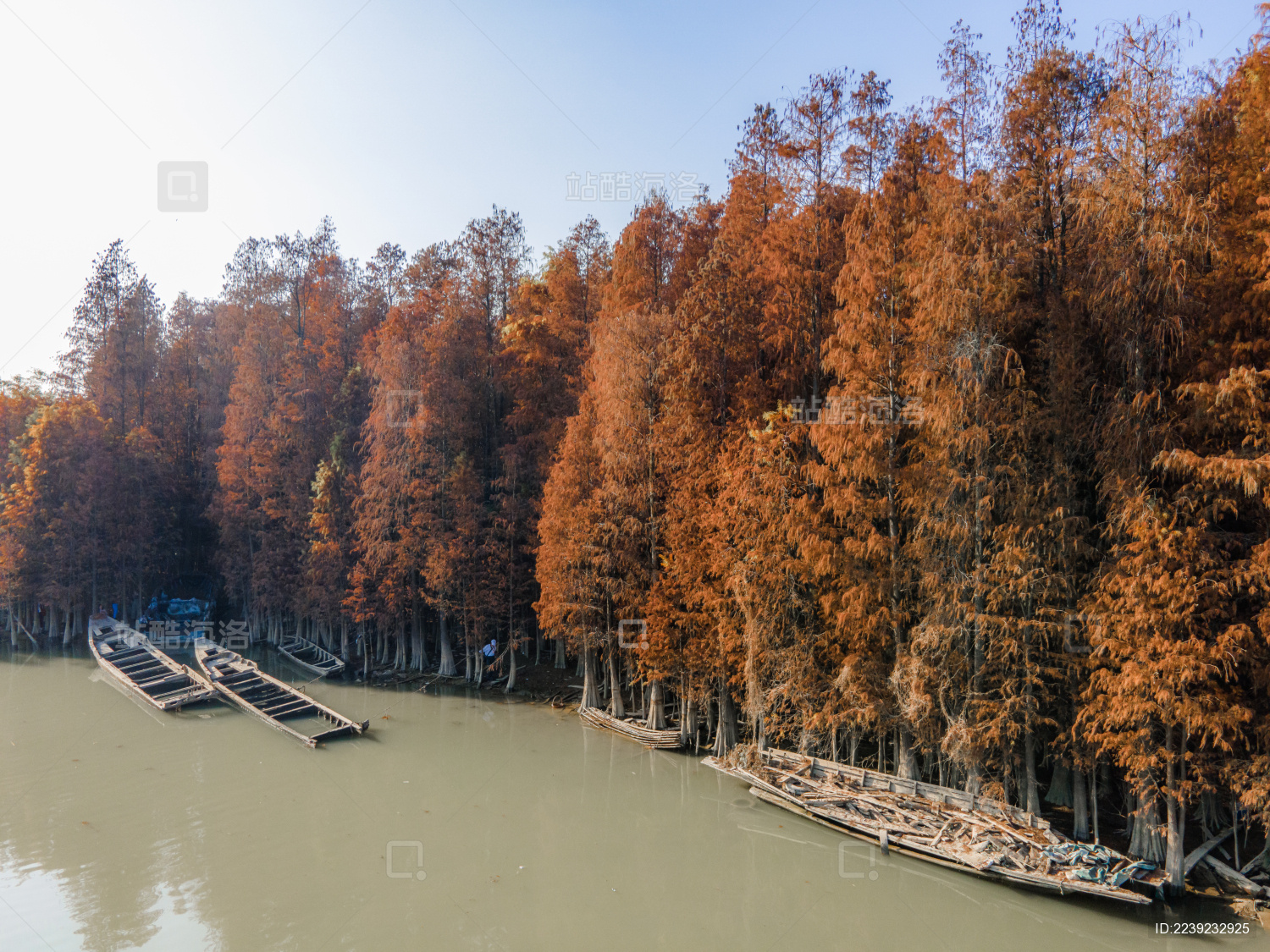 中国广东省中山市阜沙镇水杉林和落羽杉