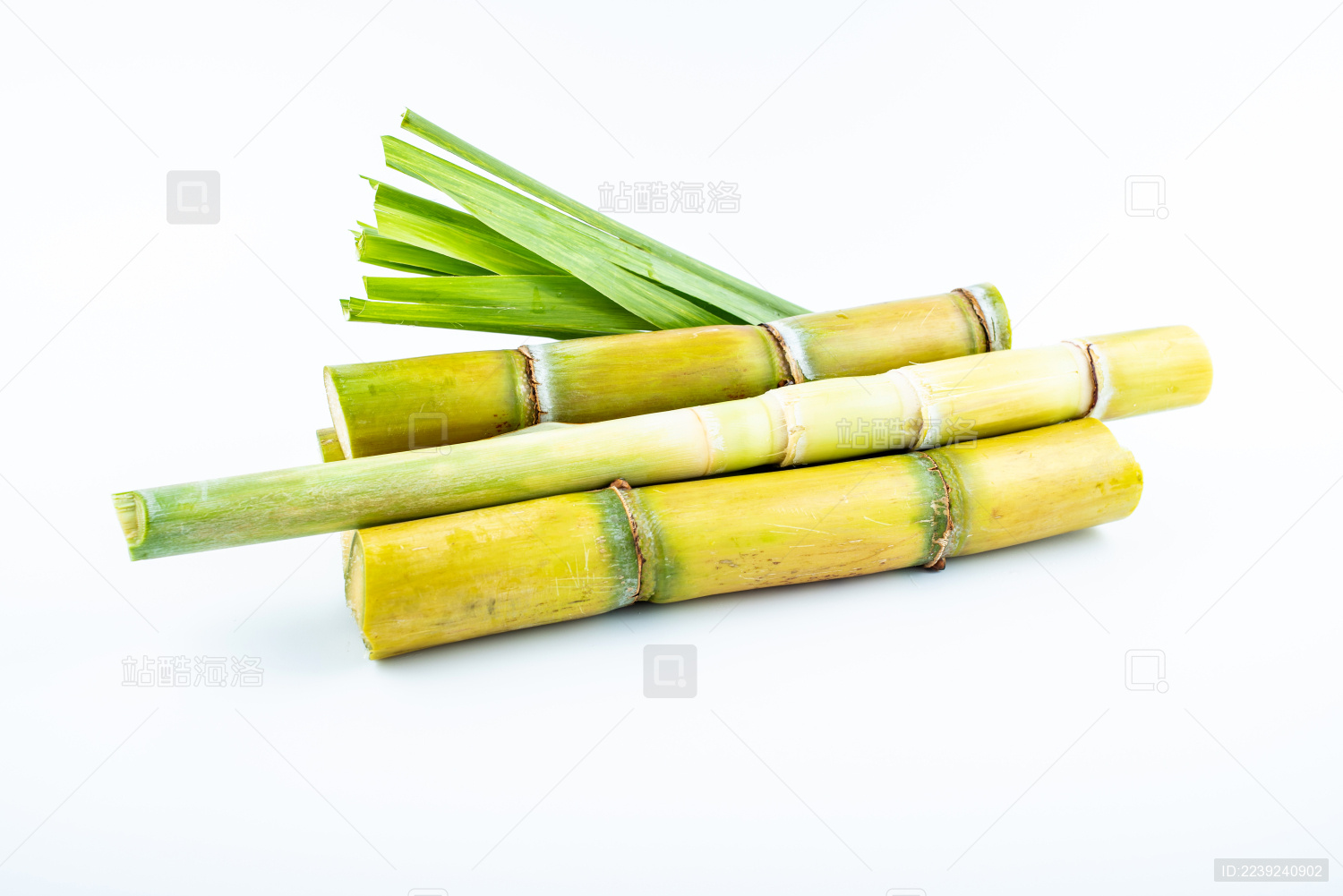 白背景上的新鲜黄皮甘蔗