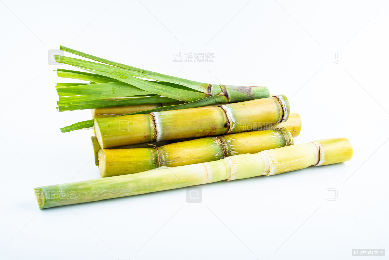 白背景上的新鲜黄皮甘蔗