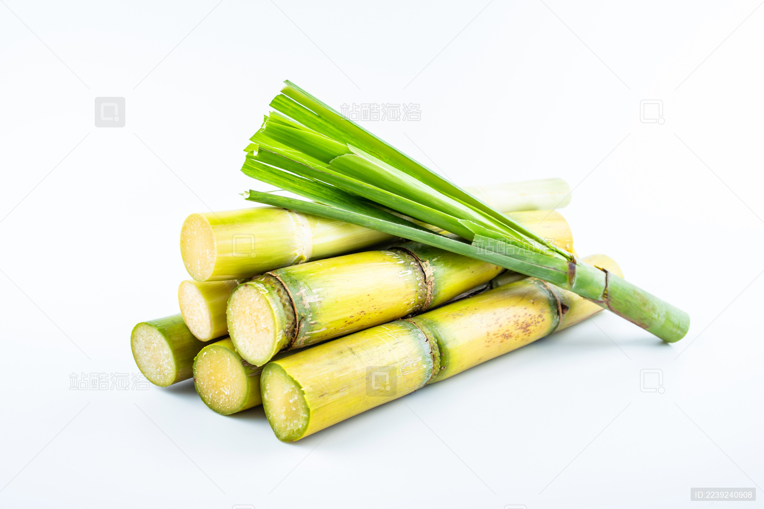 白背景上的新鲜黄皮甘蔗