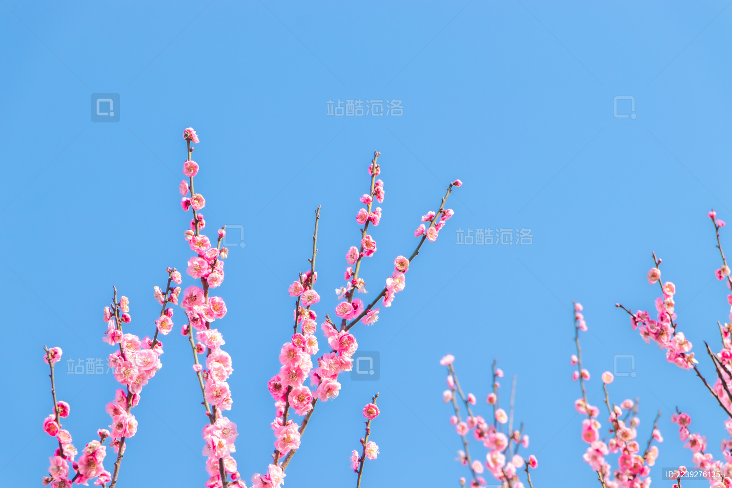 蓝天下被阳光照耀的梅花_站酷海洛_正版图片_视频_字体_音乐素材交易