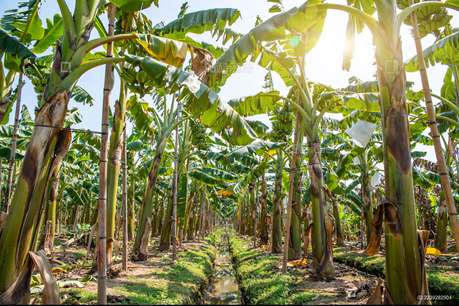 一片香蕉林