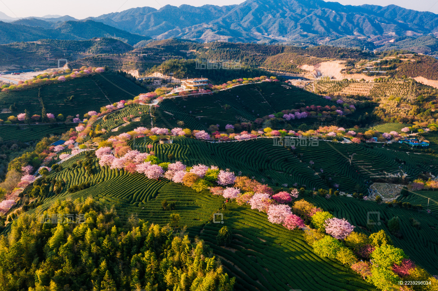 福建龙岩永福樱花茶园自然风景黄昏航拍