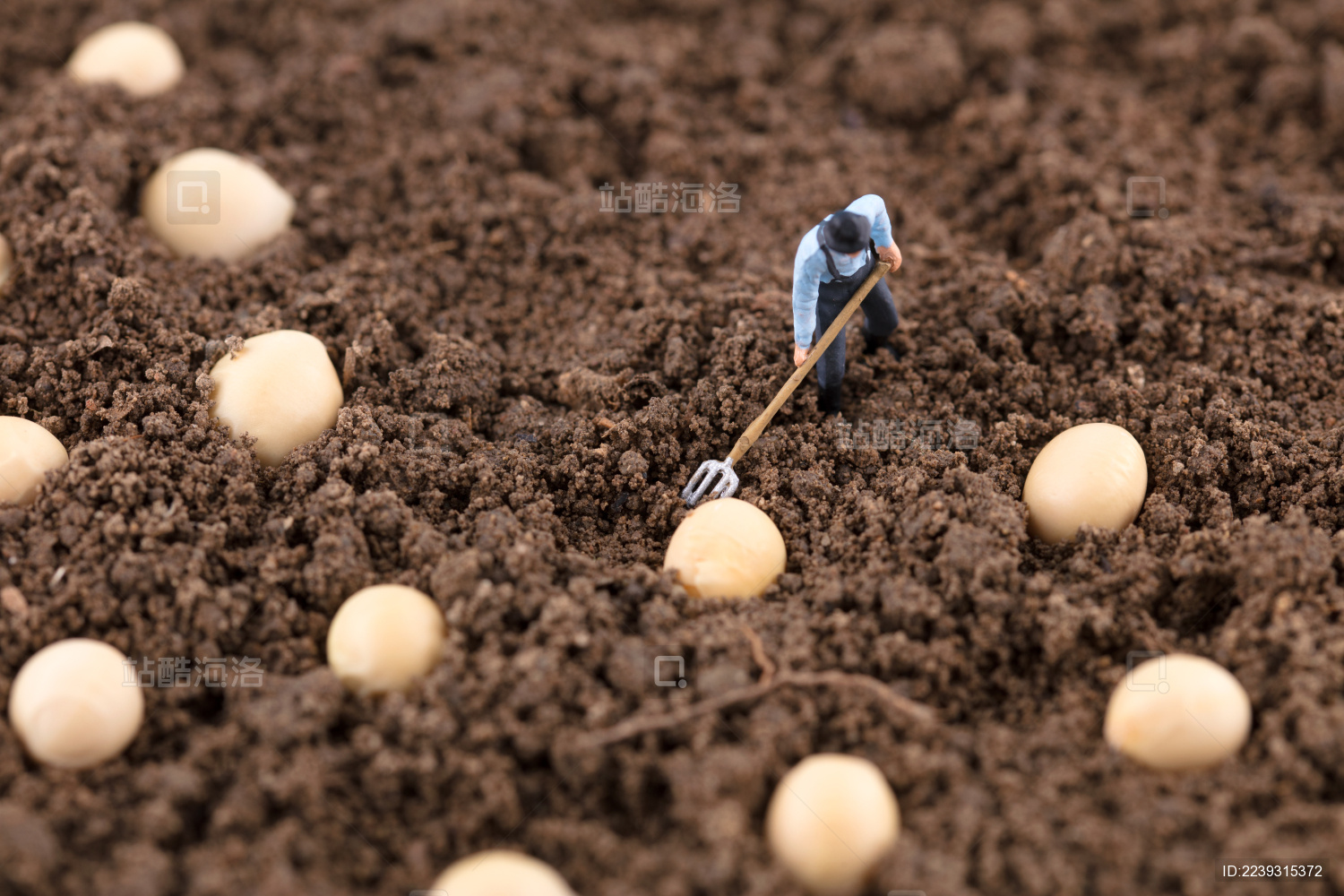 种地的农民把黄豆种进土壤里