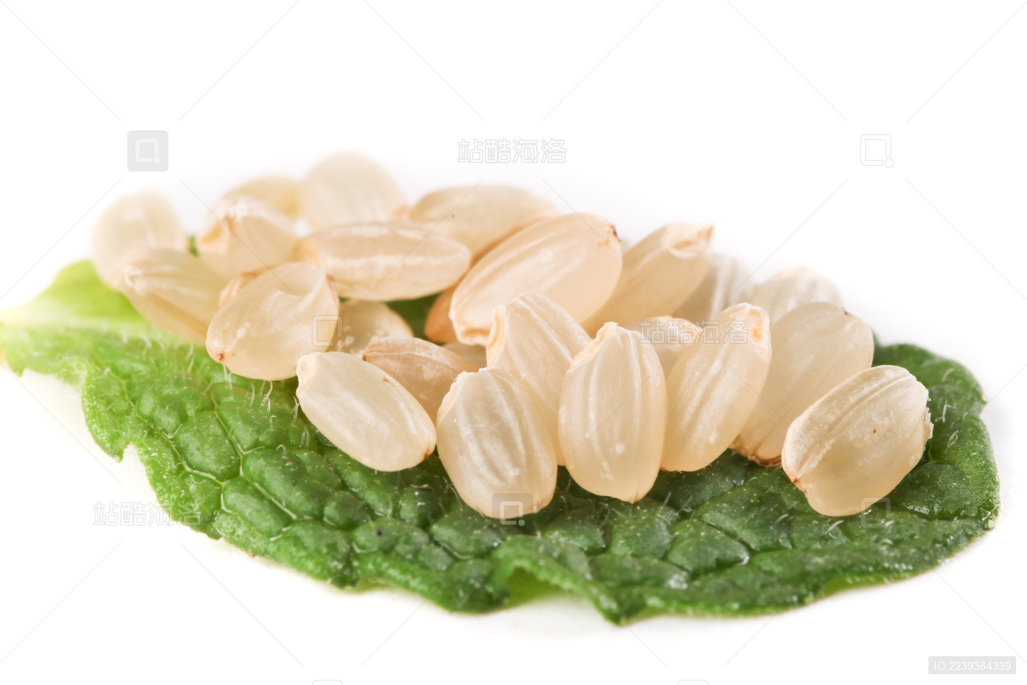 白底叶子上的有机糙米