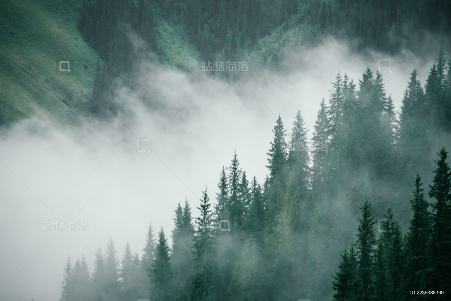 浓雾森林素材-浓雾森林图片-浓雾森林素材图片下载-觅知网