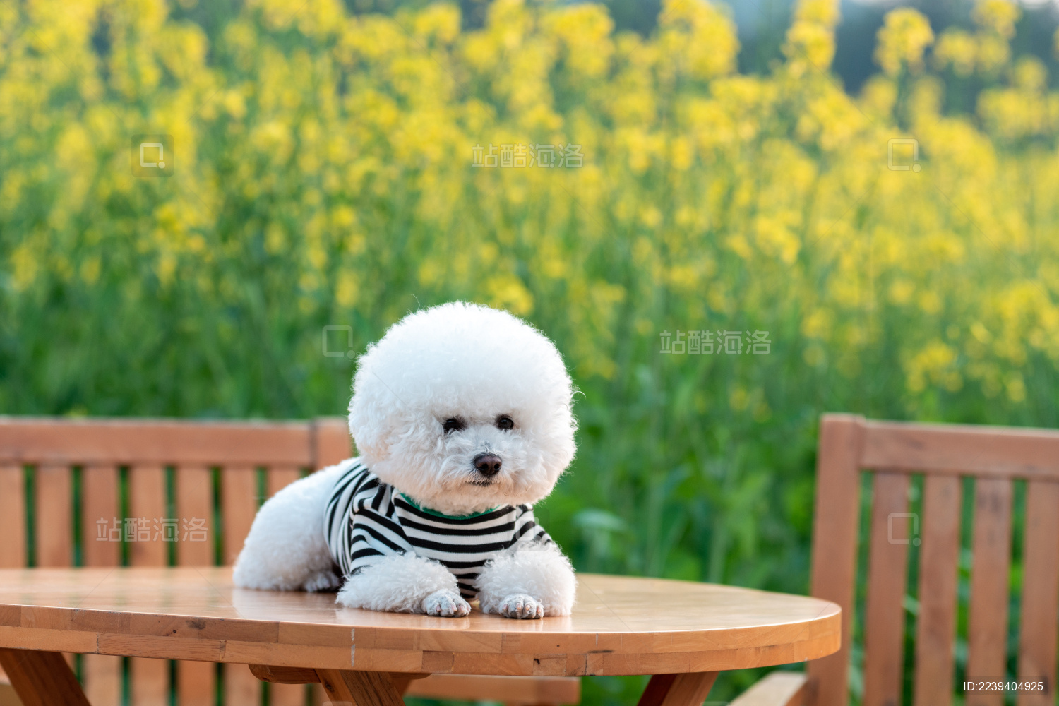 一只宠物狗坐在户外桌子上