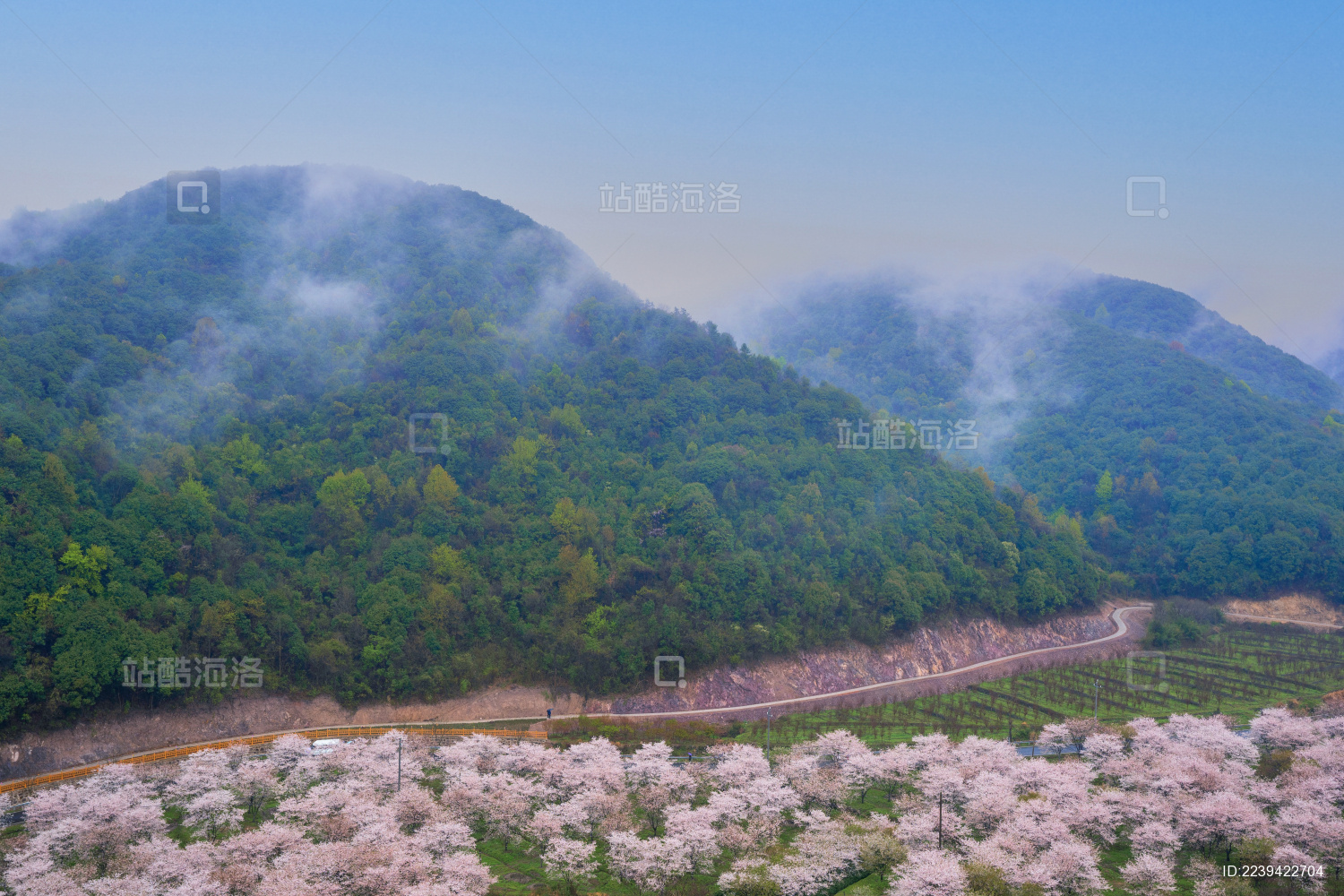 打卡昆明宜良县后山樱花谷，樱花盛开有7-8成左右很美