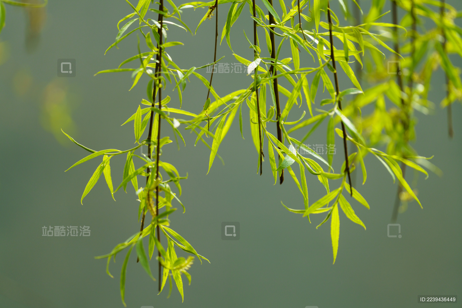 春天绿色柳树枝_站酷海洛_正版图片_视频_字体_音乐素材交易平台_站酷旗下品牌
