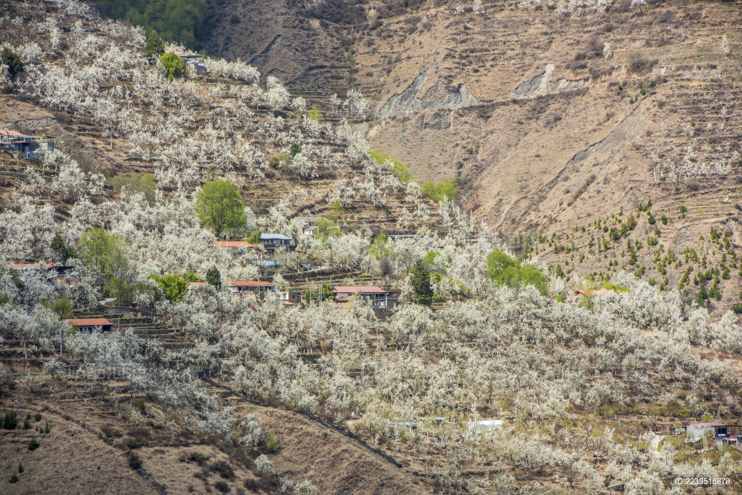中国四川金川神仙包景区梨花