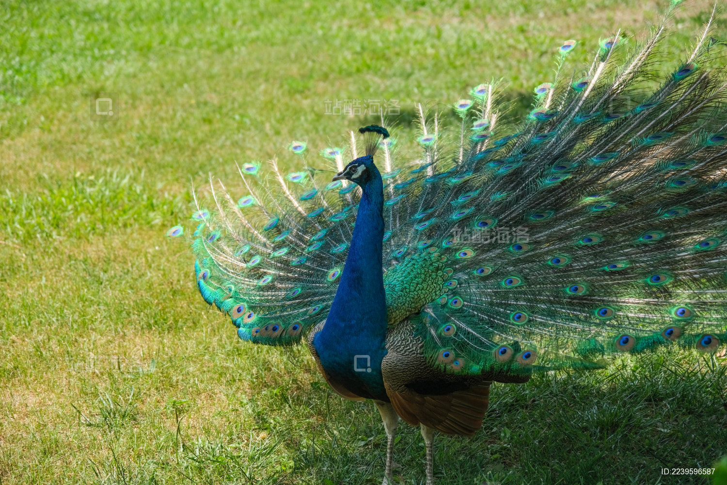 开屏的蓝孔雀站立在绿草地上特写