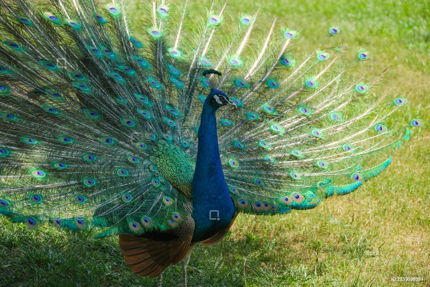 开屏的蓝孔雀站立在绿草地上特写