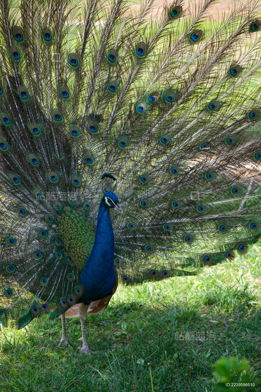 开屏的蓝孔雀站立在绿草地上特写